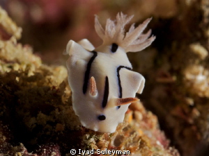 Nudibranch
Chromodoris willani by Iyad Suleyman 